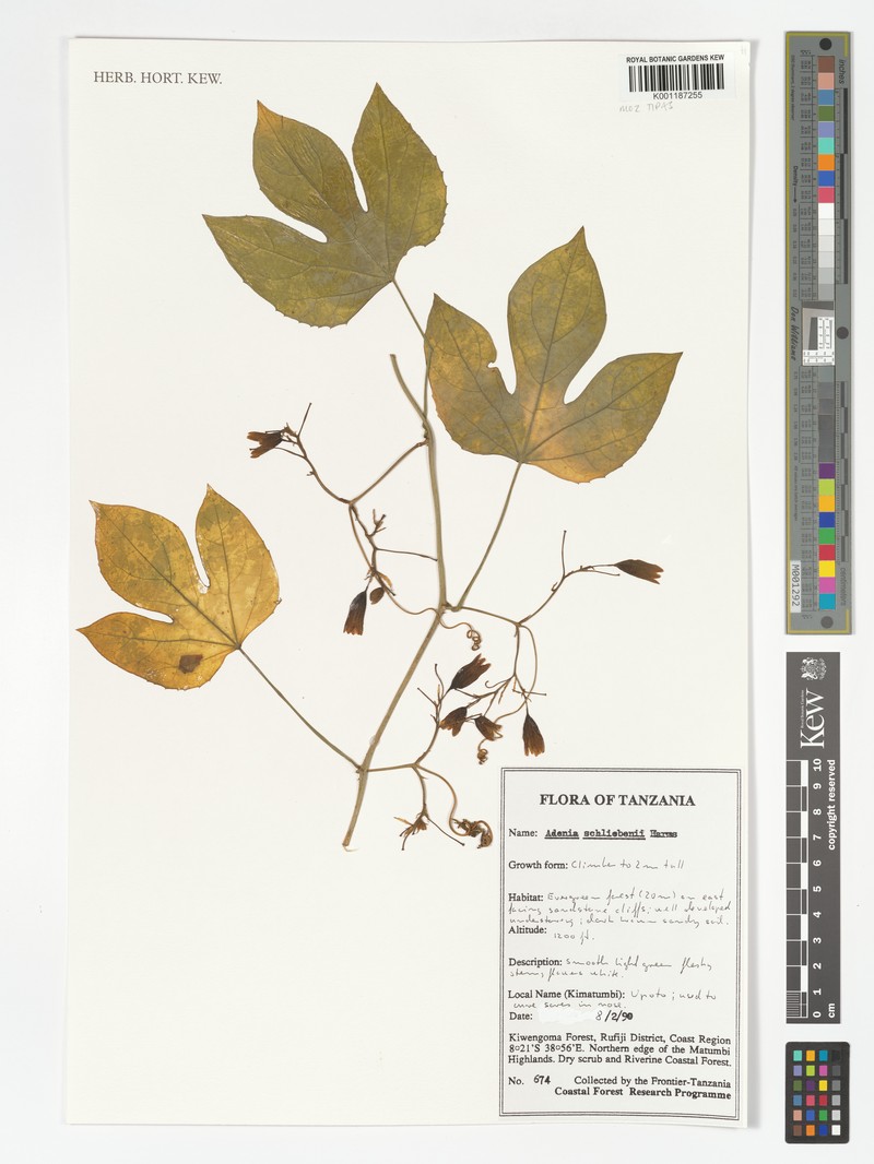 Adenia schliebenii photo 3