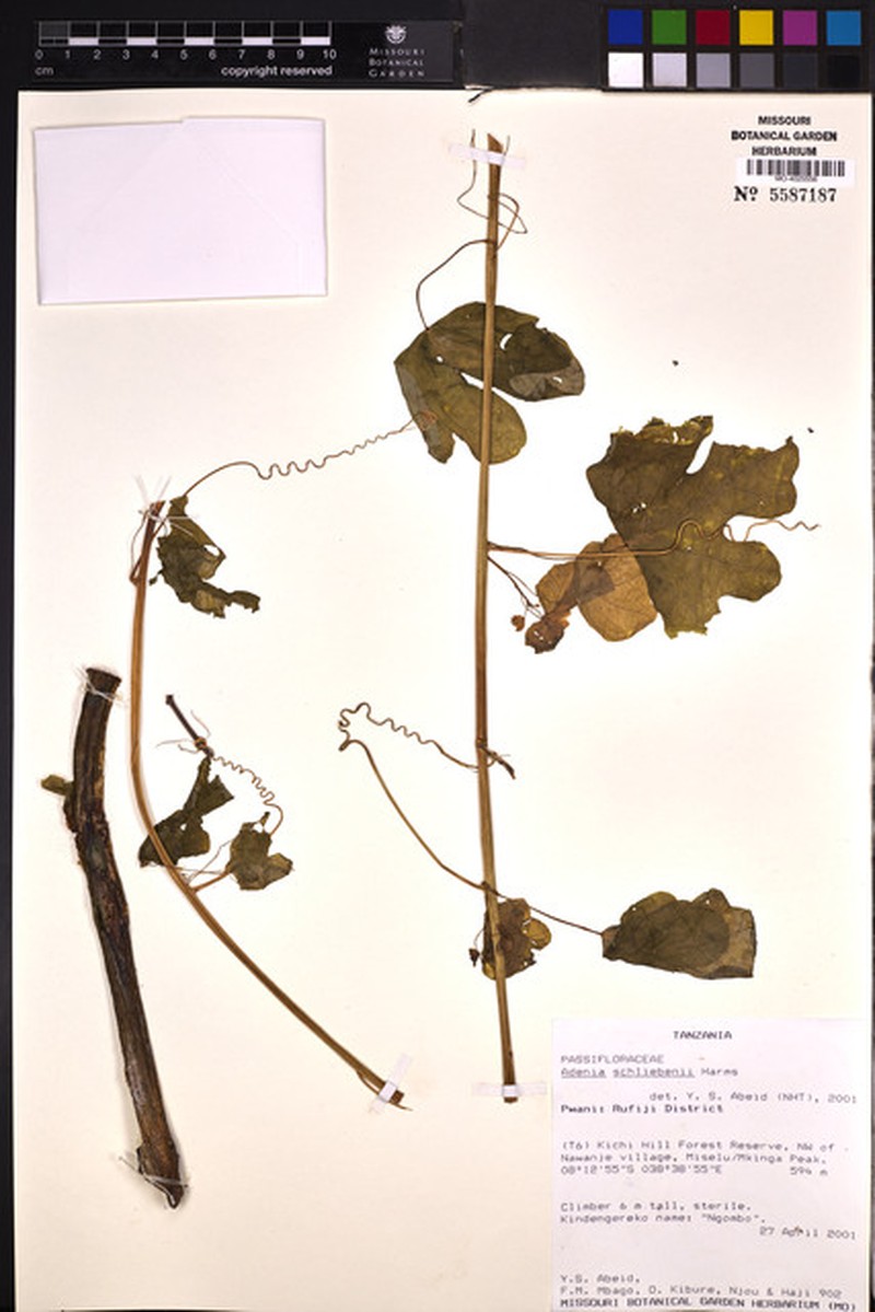 Adenia schliebenii photo 4