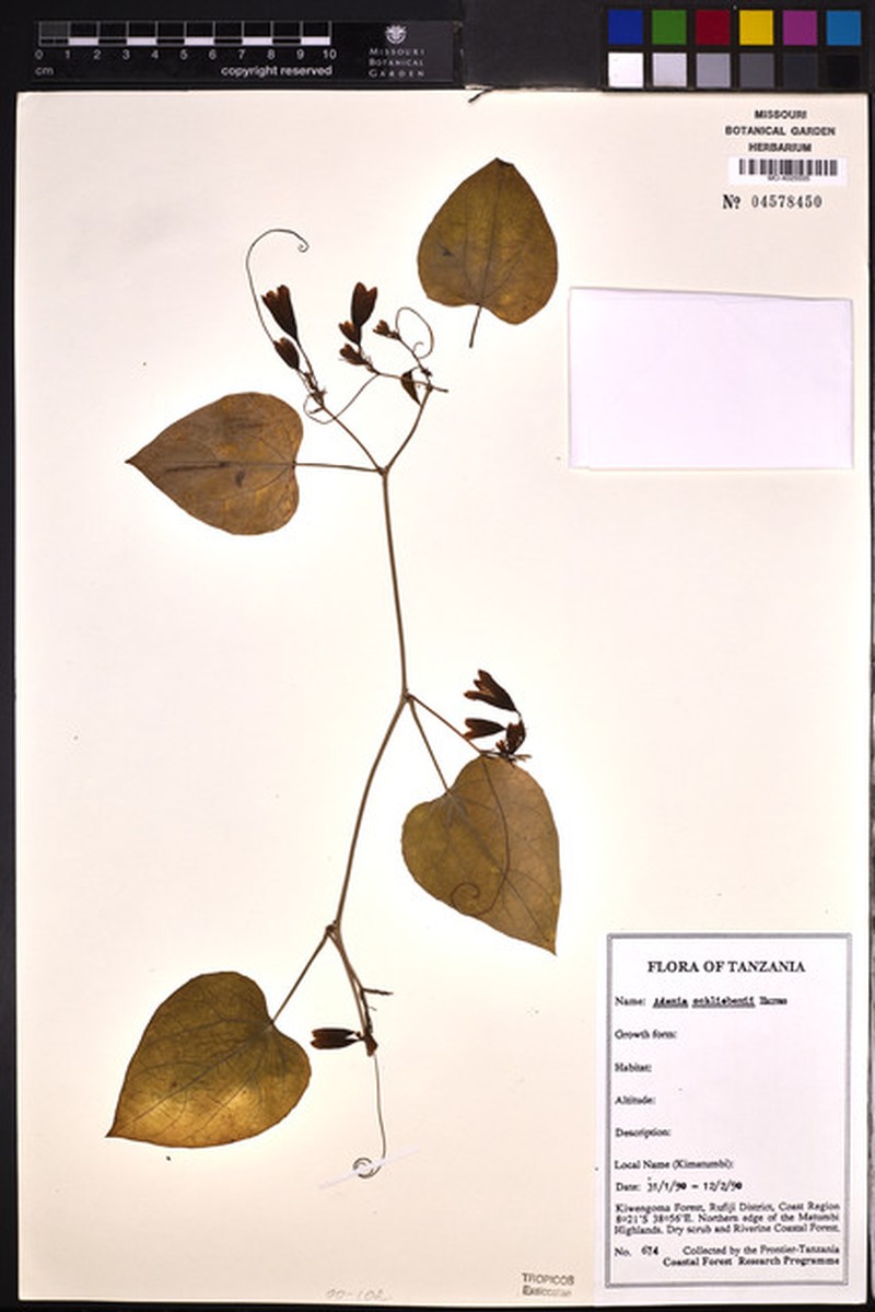 Adenia schliebenii photo 5