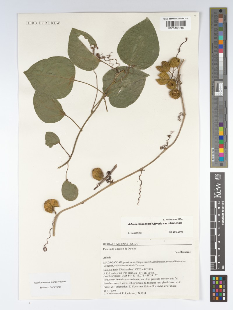 Adenia sphaerocarpa
