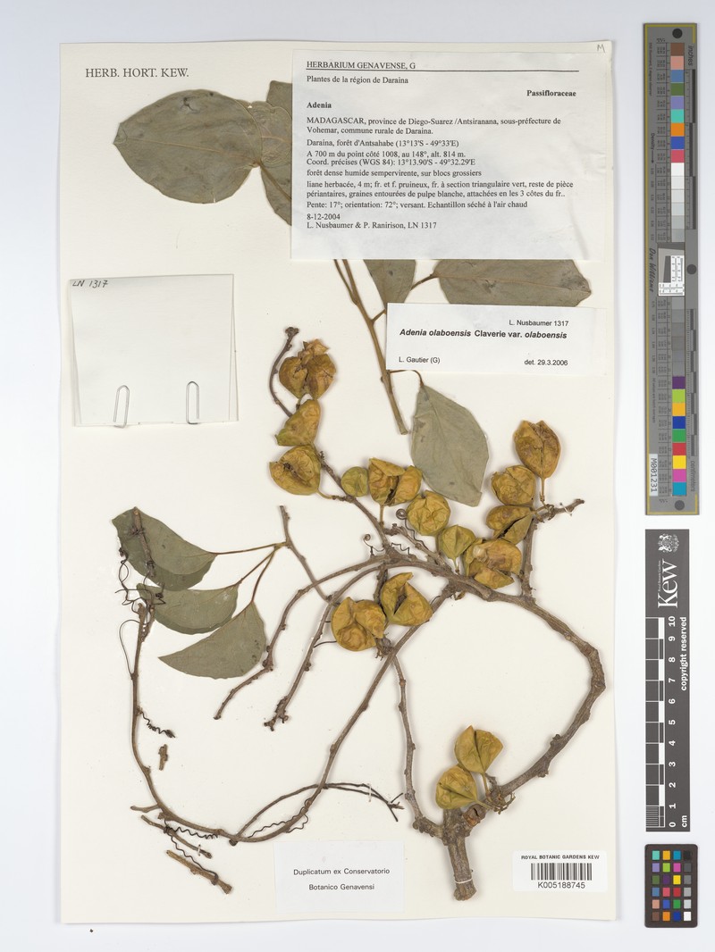 Adenia sphaerocarpa photo 2
