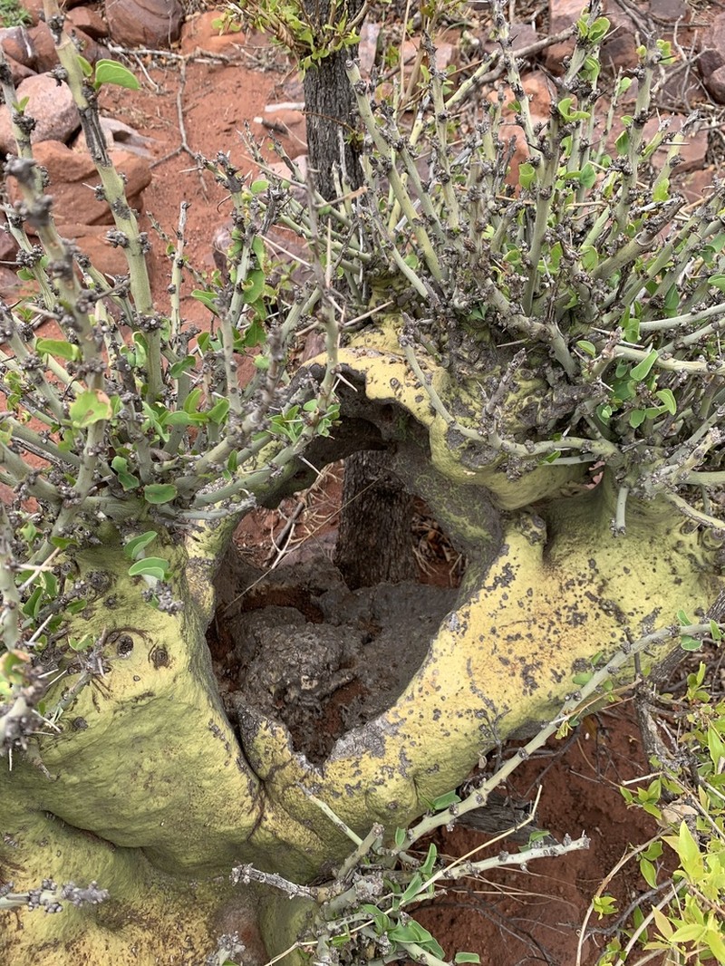 Adenia spinosa photo 3