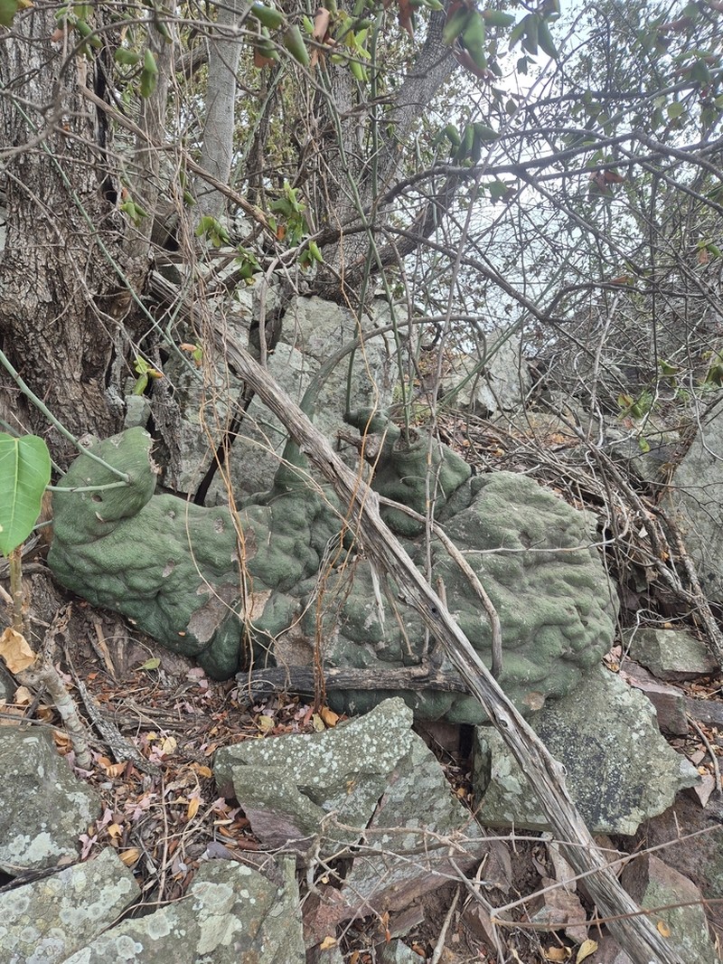 Adenia spinosa photo 5