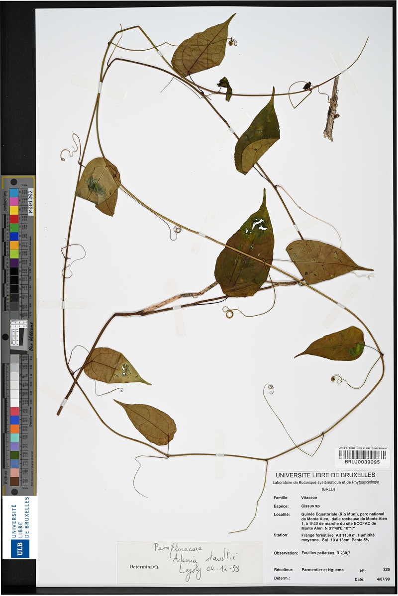 Adenia staudtii