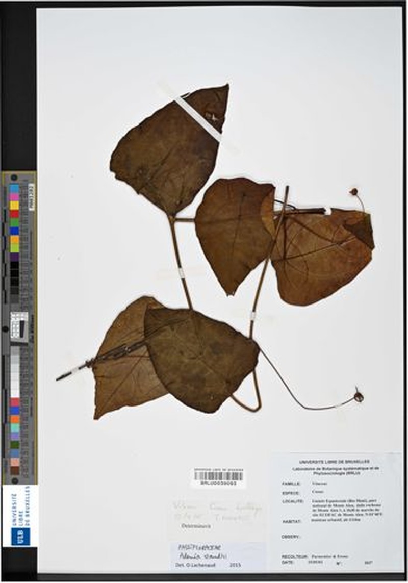 Adenia staudtii photo 2