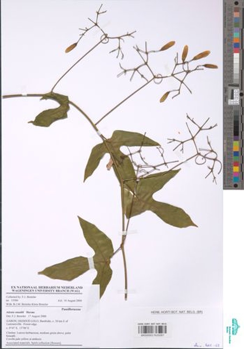Adenia staudtii photo 3