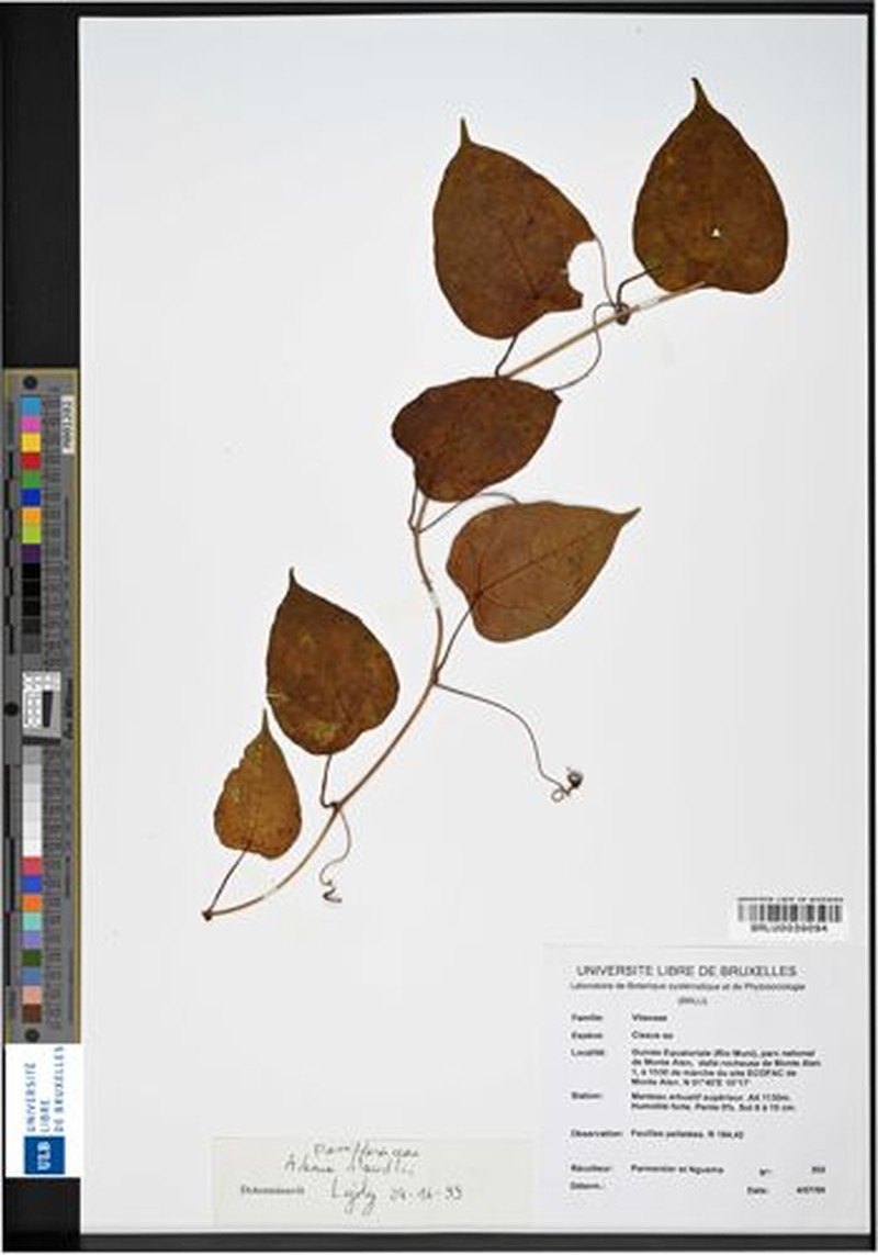 Adenia staudtii photo 4