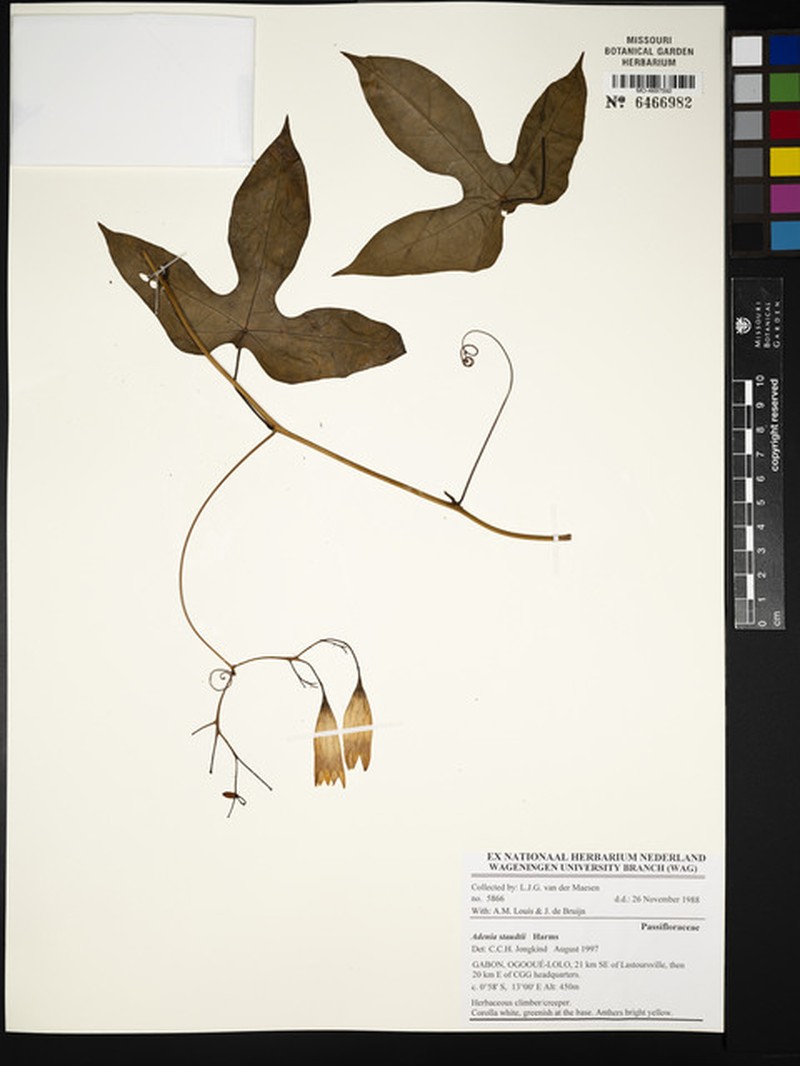 Adenia staudtii photo 5