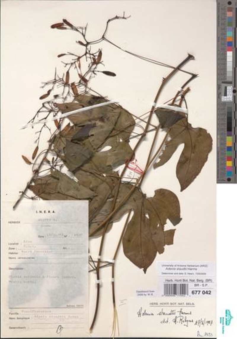 Adenia staudtii photo 6