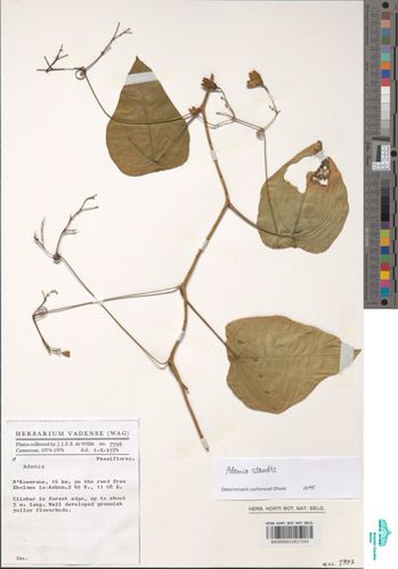 Adenia staudtii photo 7