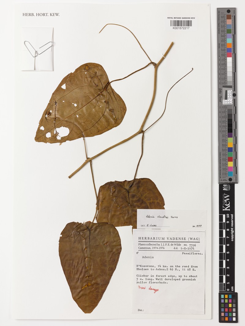 Adenia staudtii photo 8