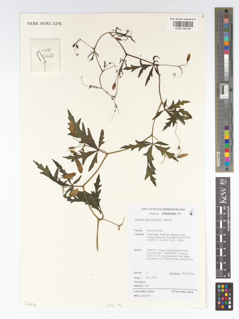 Adenia stenodactyla