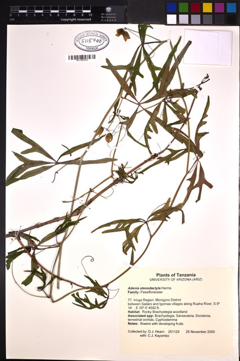 Adenia stenodactyla photo 3