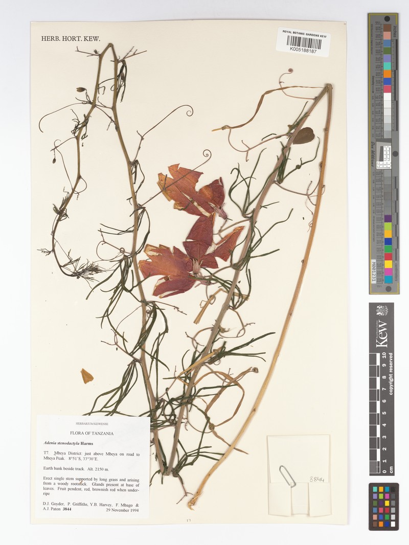 Adenia stenodactyla photo 4