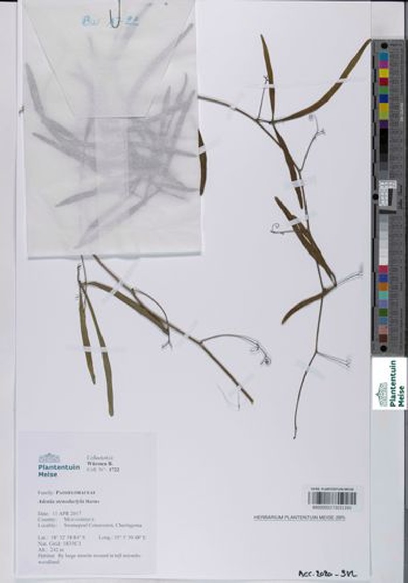 Adenia stenodactyla photo 5