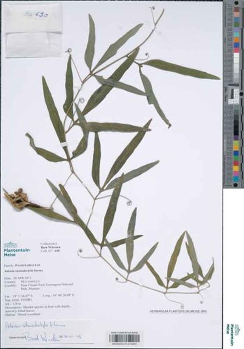 Adenia stenodactyla photo 6