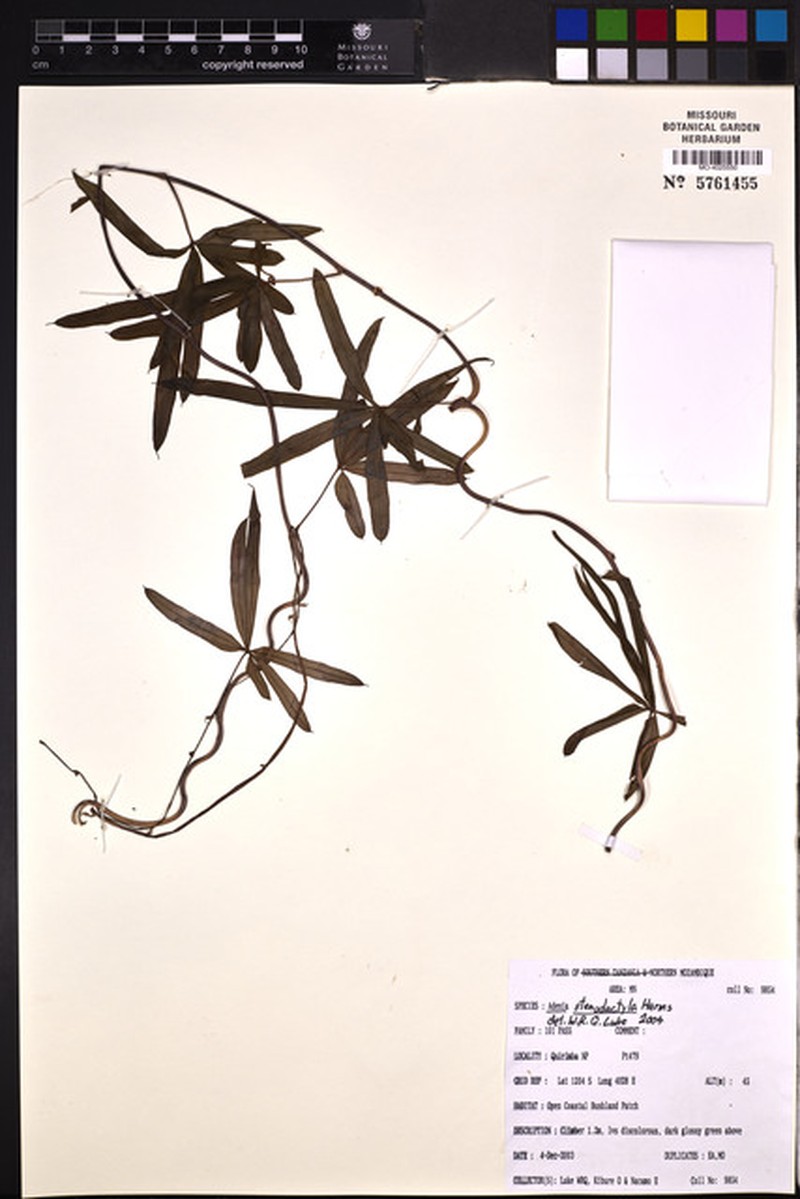 Adenia stenodactyla photo 7
