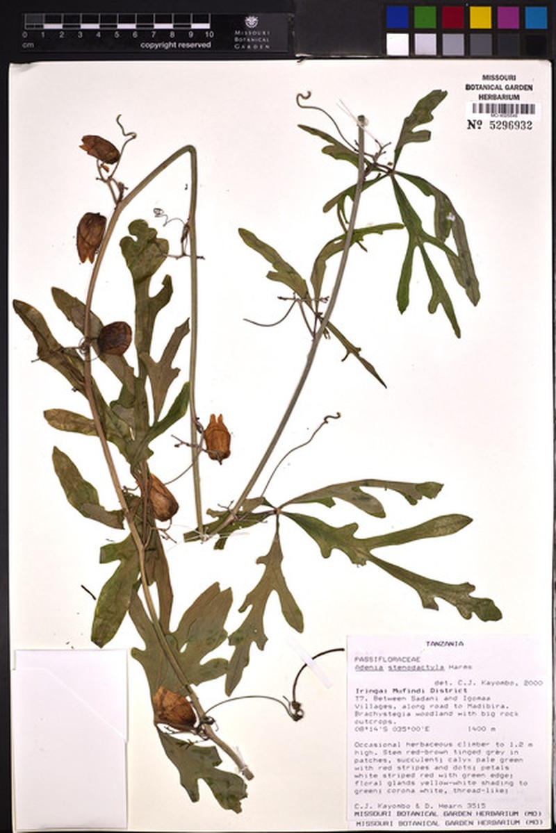 Adenia stenodactyla photo 8