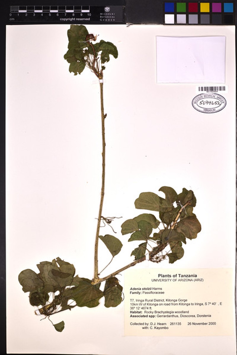 Adenia stolzii