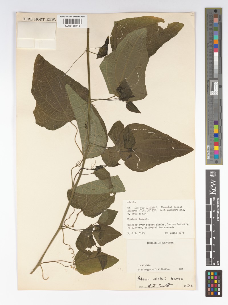 Adenia stolzii photo 2