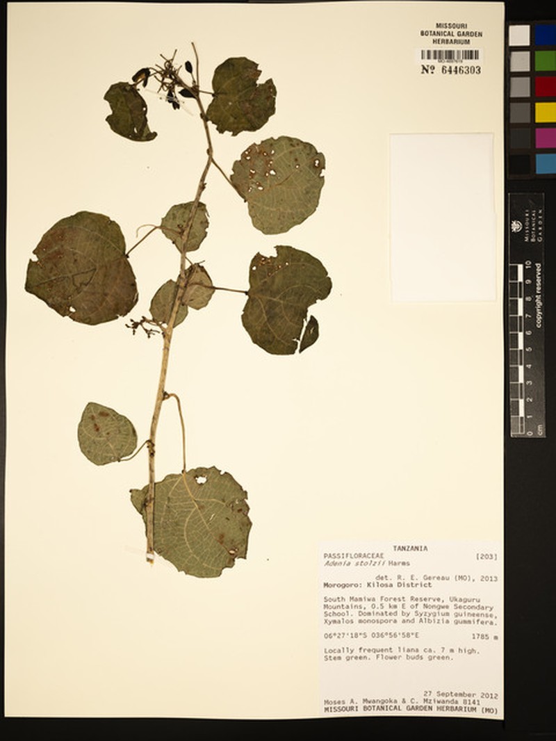 Adenia stolzii photo 3