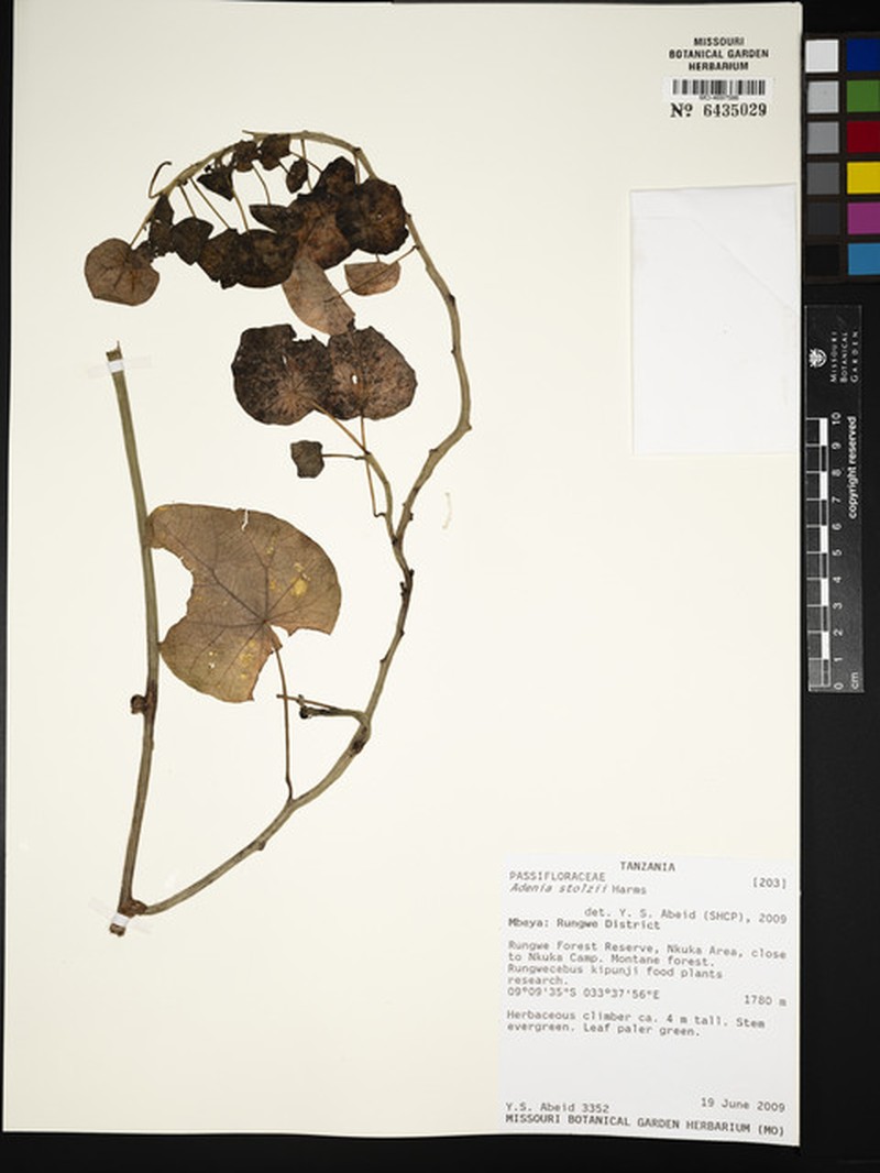 Adenia stolzii photo 4