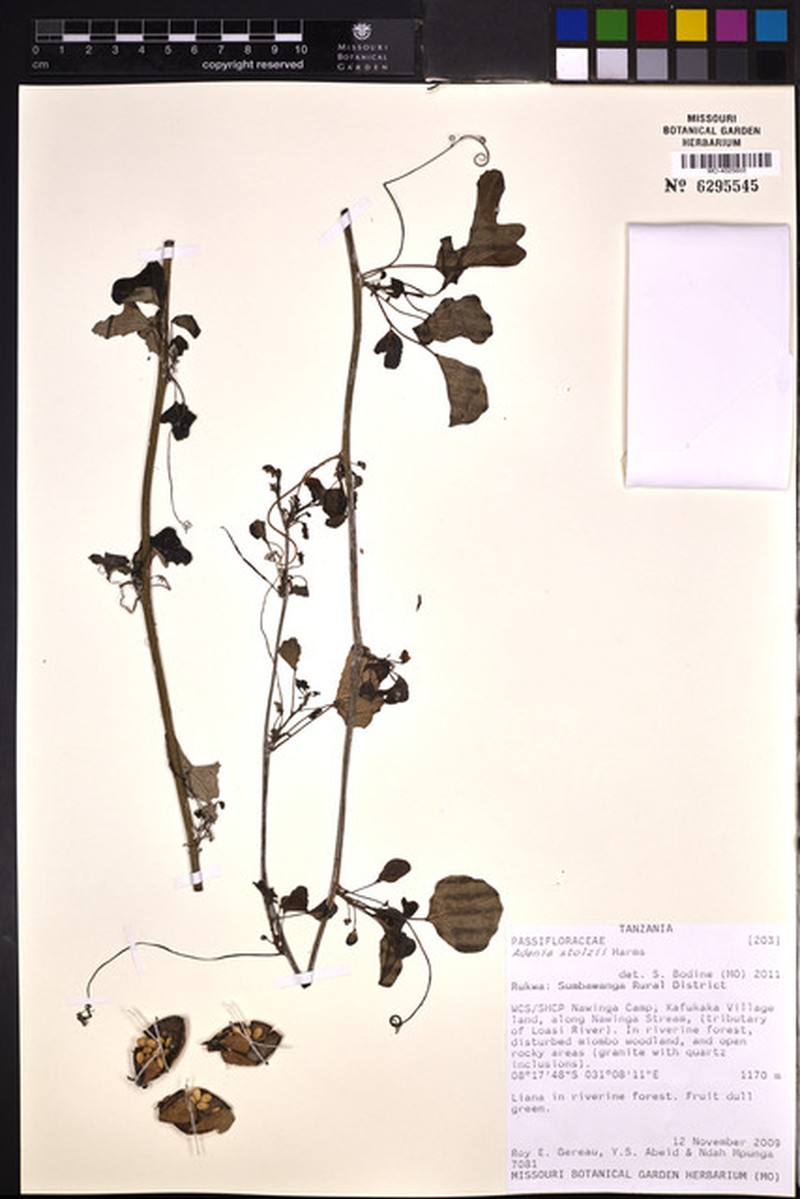 Adenia stolzii photo 5