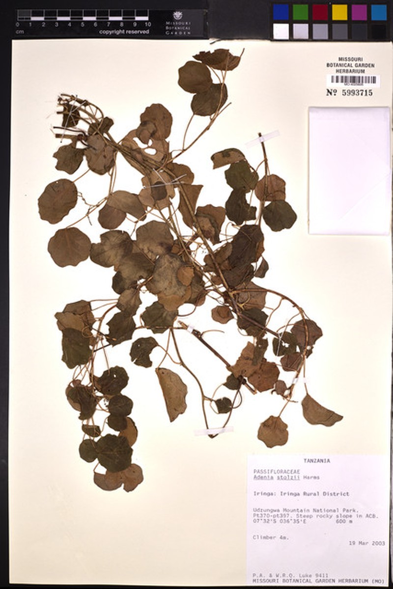 Adenia stolzii photo 6