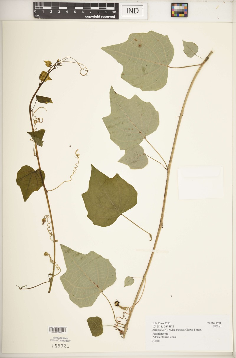 Adenia stolzii photo 7