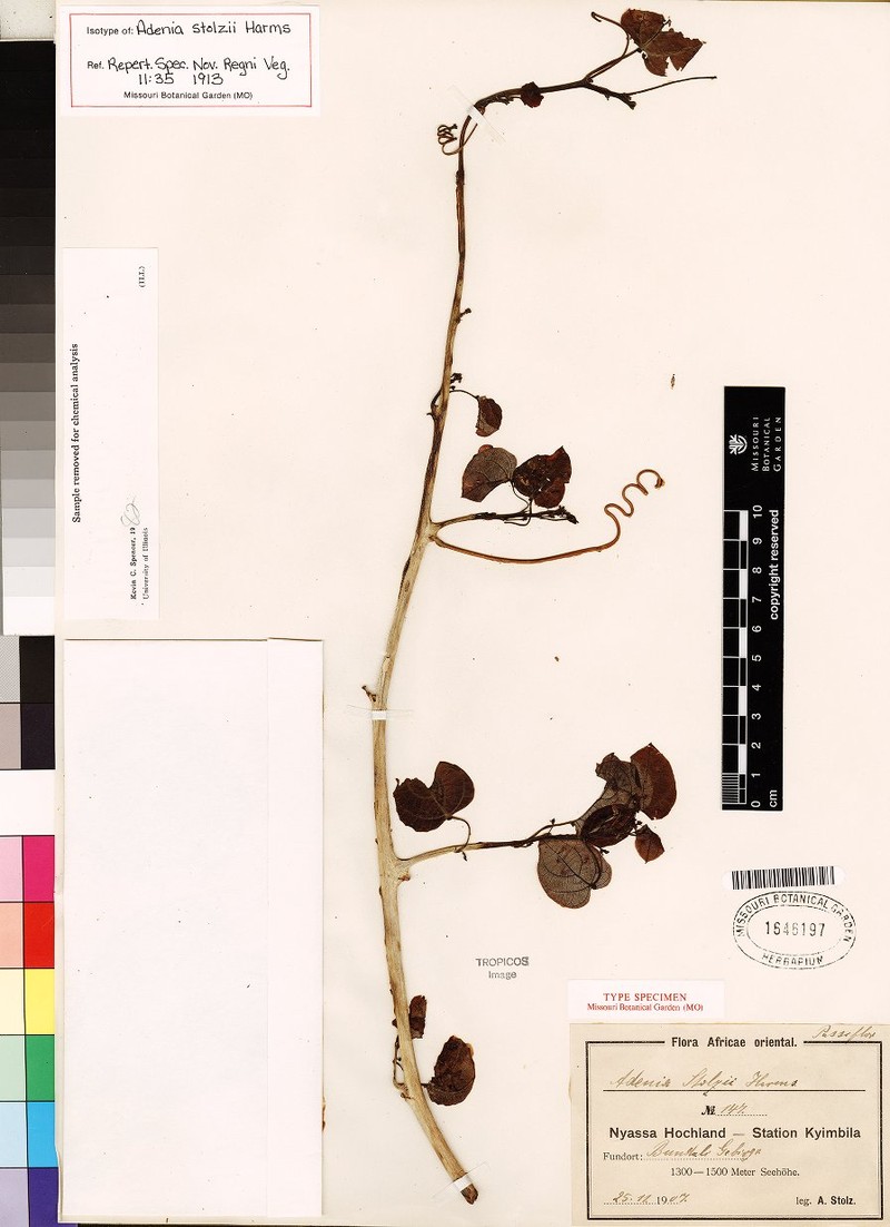 Adenia stolzii photo 8