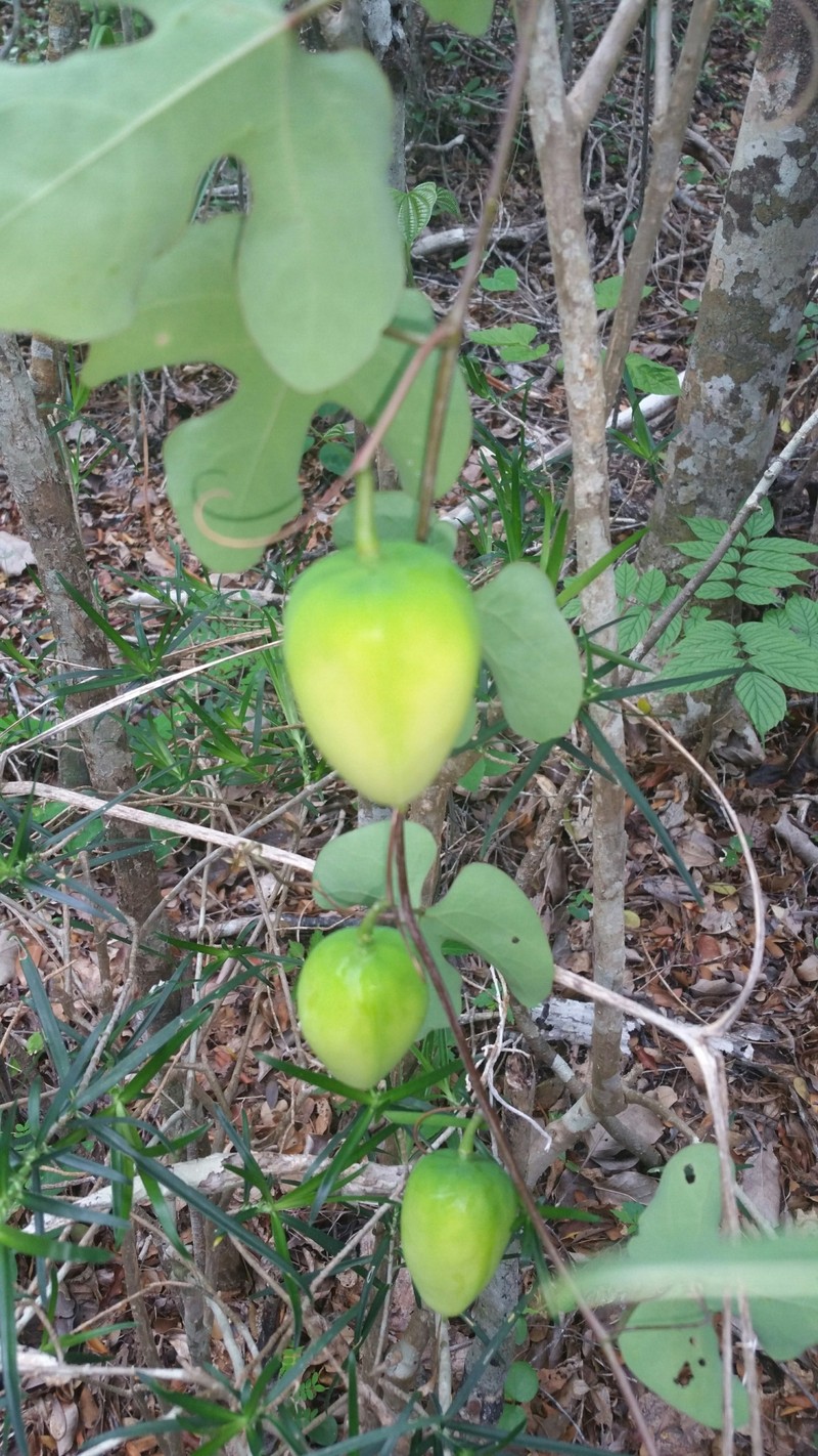 Adenia stylosa photo 2