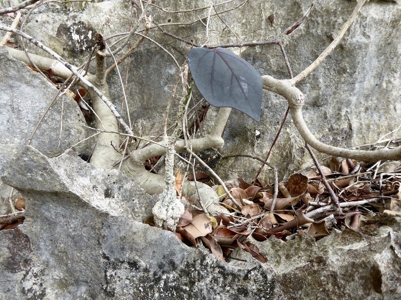 Adenia stylosa photo 3