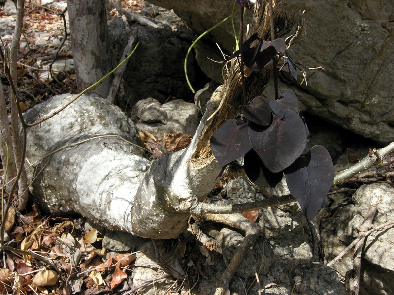 Adenia stylosa photo 5