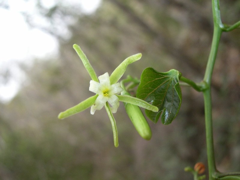 Adenia stylosa photo 6