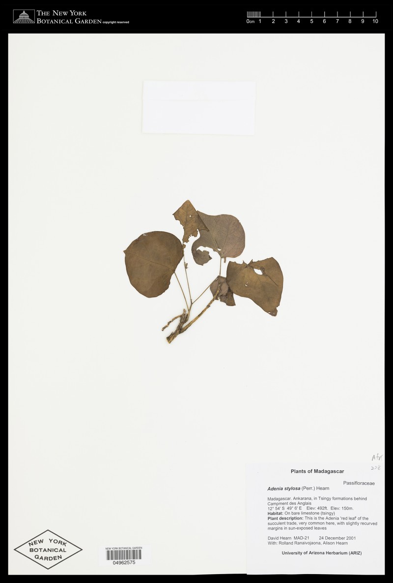 Adenia stylosa photo 7