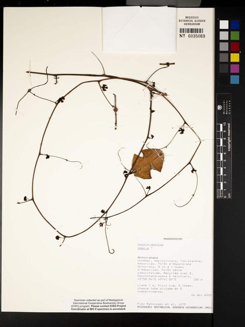 Adenia stylosa photo 8