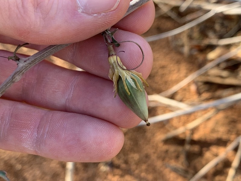 Adenia subsessilifolia photo 2