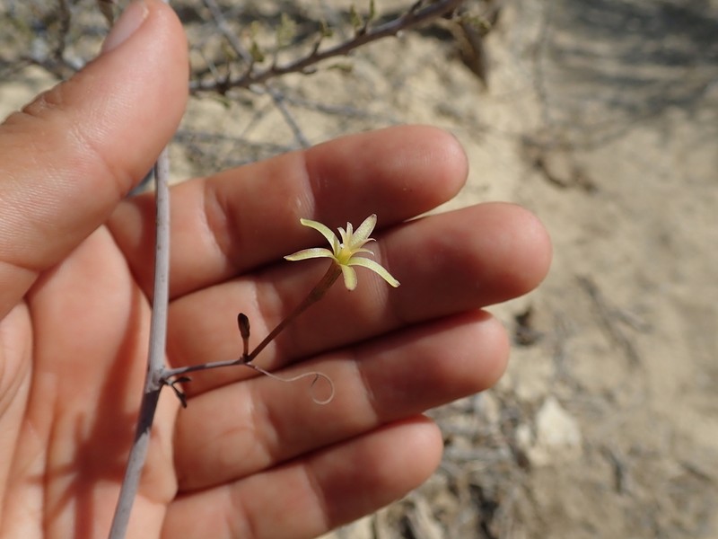 Adenia subsessilifolia photo 3