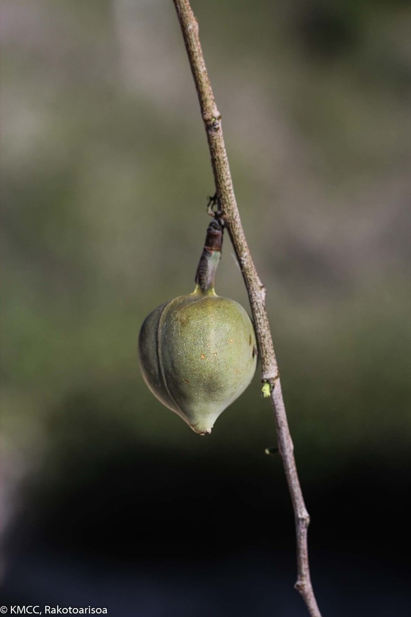 Adenia subsessilifolia photo 4