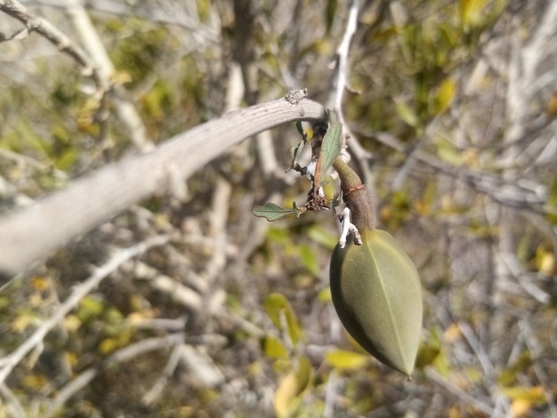 Adenia subsessilifolia photo 5