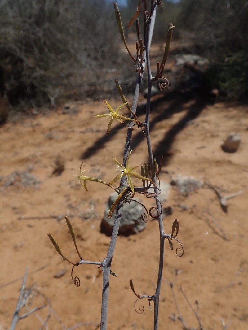 Adenia subsessilifolia photo 6