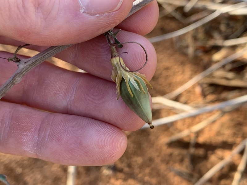 Adenia subsessilifolia photo 7