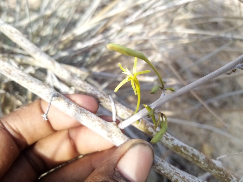Adenia subsessilifolia photo 8