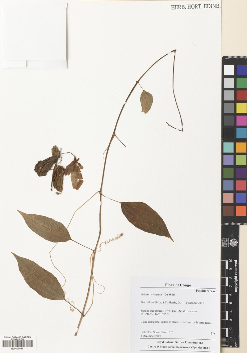 Adenia tricostata
