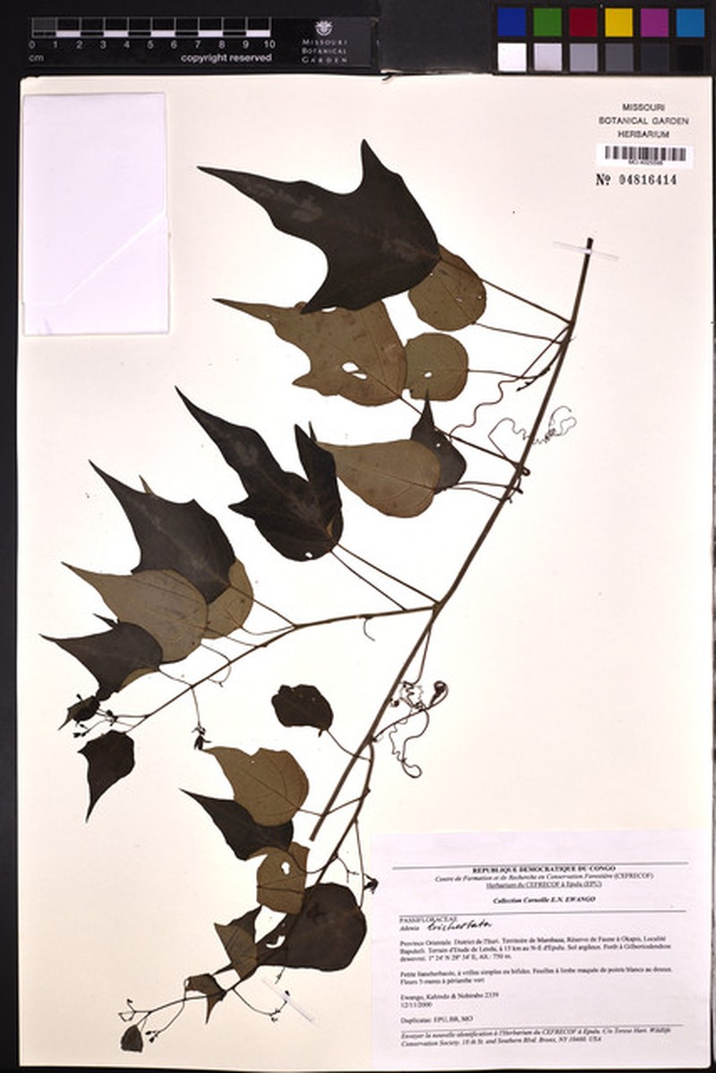 Adenia tricostata photo 2