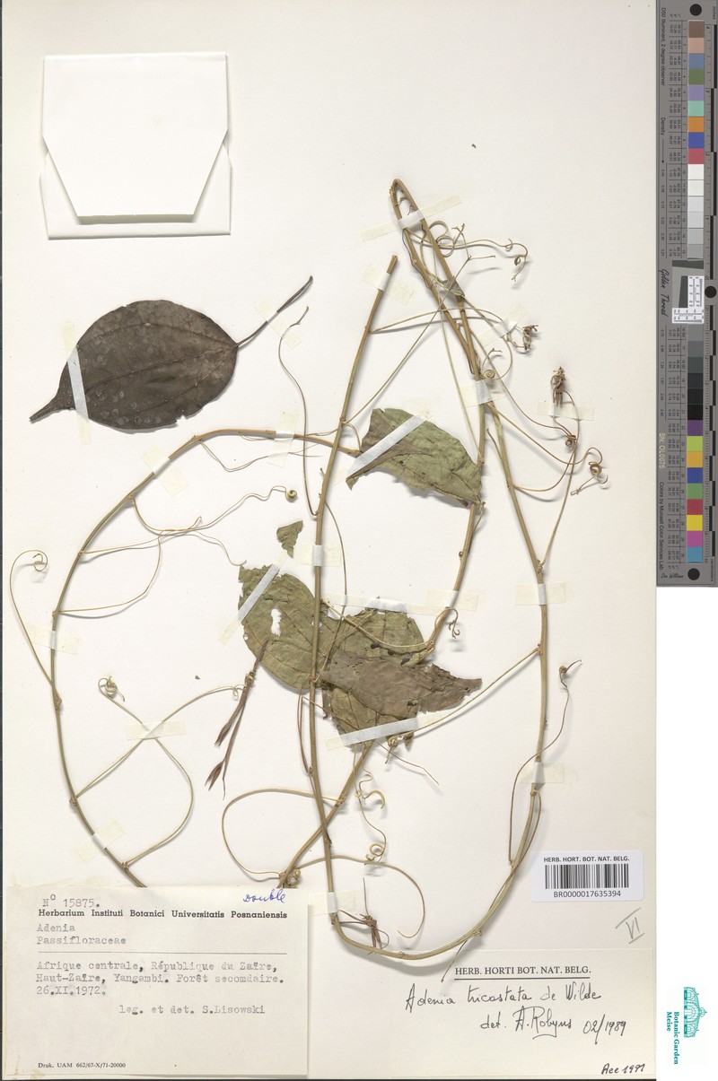 Adenia tricostata photo 3