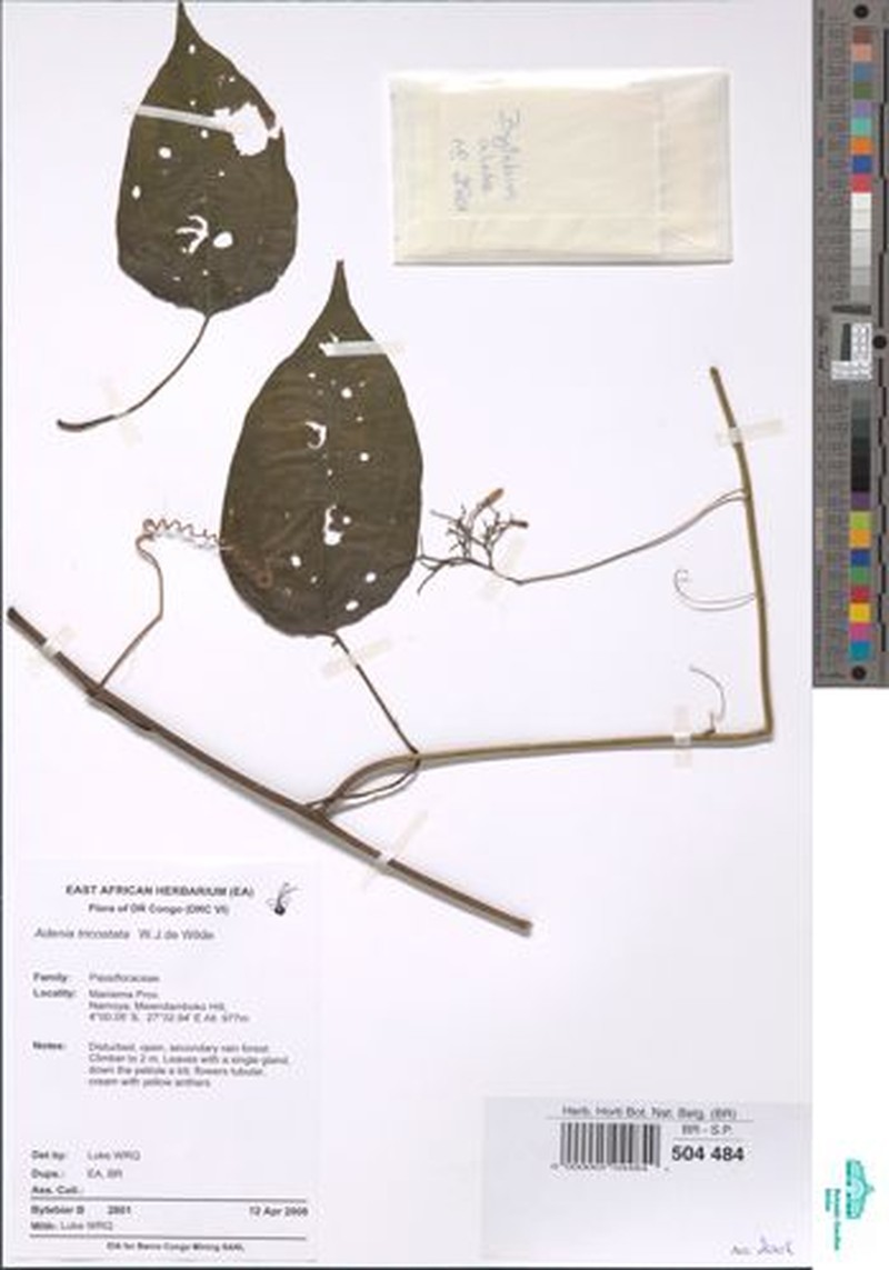 Adenia tricostata photo 4