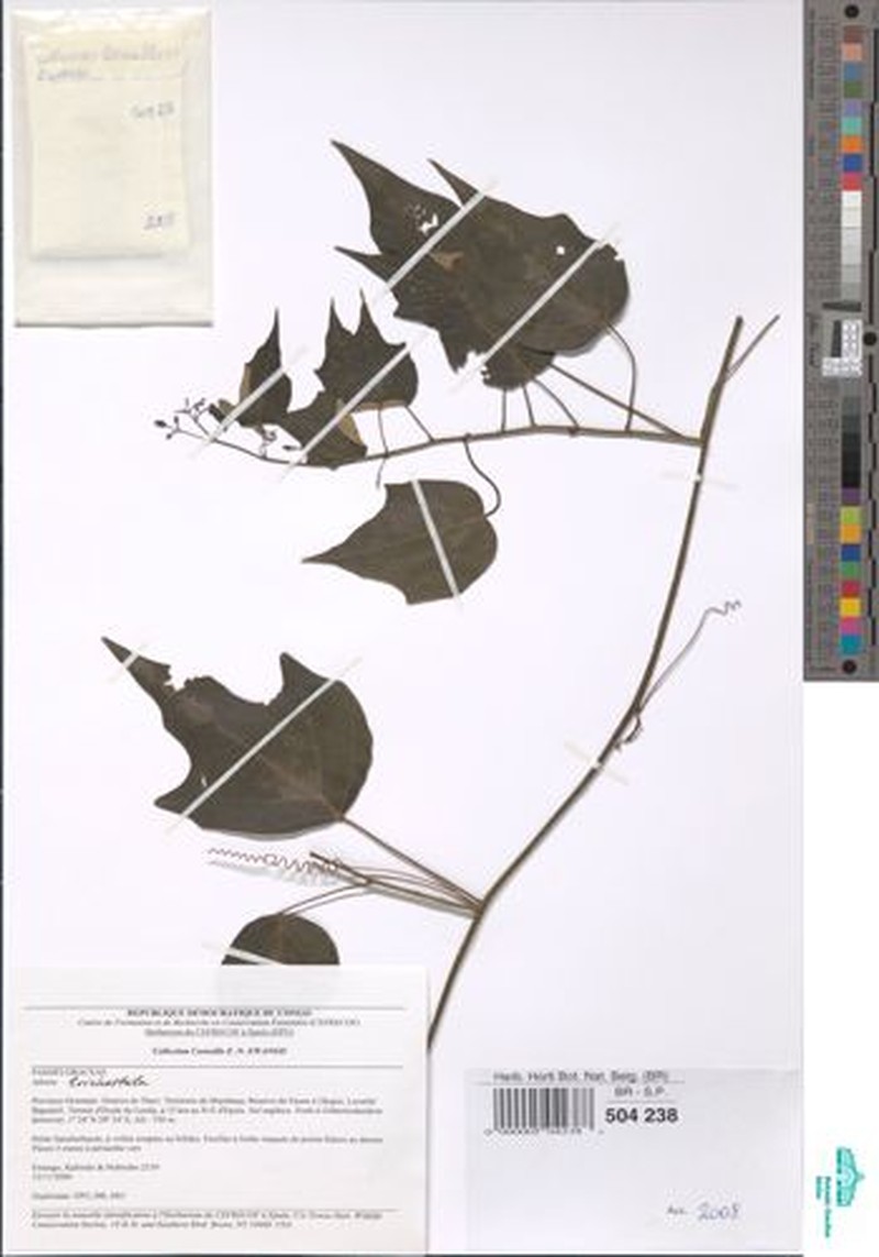Adenia tricostata photo 5