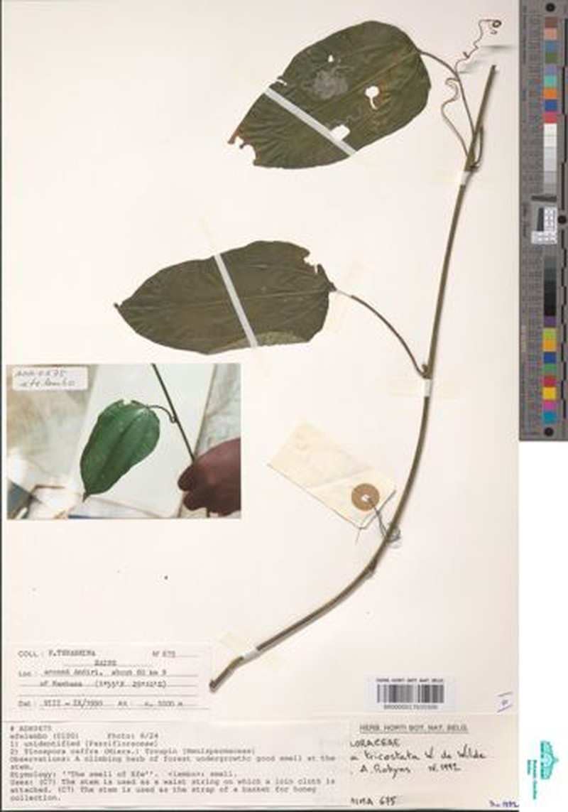 Adenia tricostata photo 6