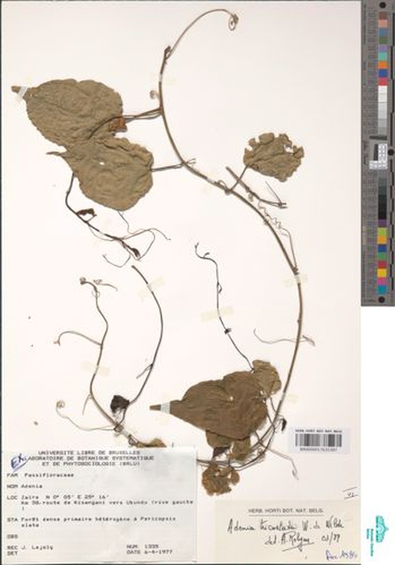 Adenia tricostata photo 7
